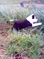 Black and white border collie pup leaping in long grass