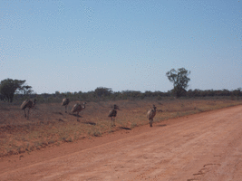 Emus running alongside a dirt road