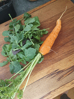 Some veg harvested from the garden