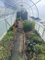 Greenhouse prior to a cleanup