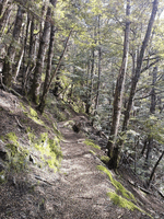 Trail through a beech forest with dappled light shining through