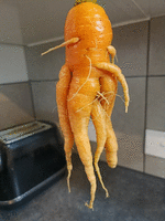 Freshly picked carrot being all Cthulhu-like