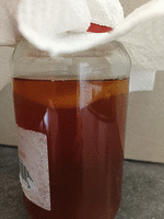 Scoby brewing in jar