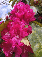 Pink flowering magnolia?