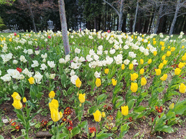 Bed of tulips? flowering under a tree guild