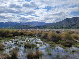 Lake Hayes wetlands