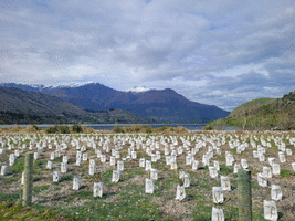 New tree and shrub plantings at Lake Hayes