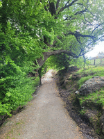 Trail running under green leafed trees