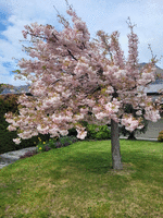 Blossoming pinkish white tree