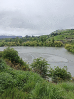 River view with greenery in the foreground