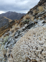 Beige alpine flora and shale on the side of a ridge