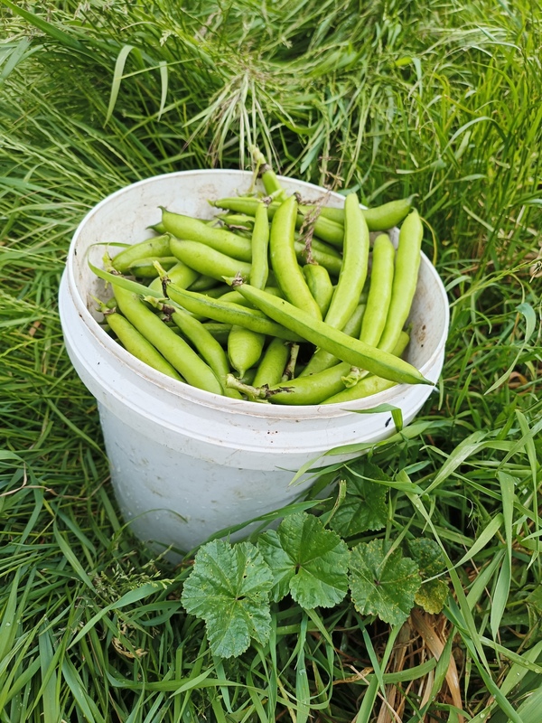 Bucket of broad beans