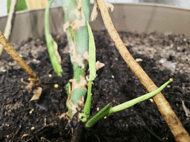 New monstera pups