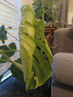 Teen monstera unfurling and creeping