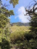 Looking up towards Ben Lomond from just inside the bushline with tussuck just ahead.