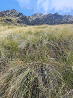 Closer shot of the tussock and hill to scramble ahead.