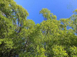 Green willows on a bluebird day